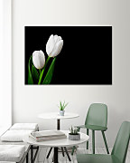 Obraz Biely tulipán 1748